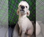 Small Photo #7 Poodle (Standard) Puppy For Sale in Pacolet, SC, USA
