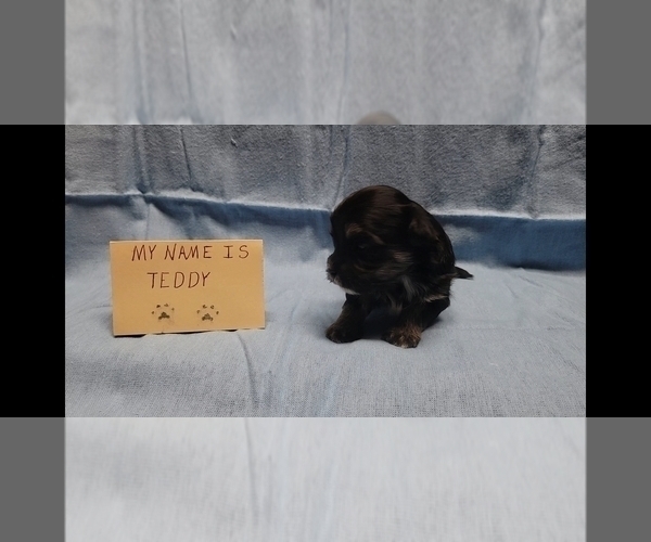 Medium Photo #3 Maltipoo Puppy For Sale in BROOKFIELD, MO, USA