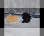 Small #2 Maltipoo