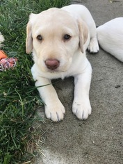 Labrador Retriever Puppy for sale in CARMI, IL, USA