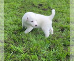 Small #2 Australian Shepherd