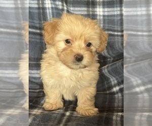 Medium Pomapoo (Toy)