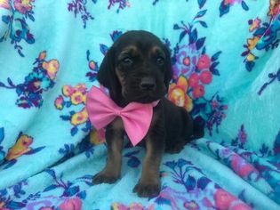 Bloodhound Puppy for sale in EAST EARL, PA, USA