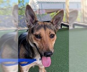 German Shepherd Dog Dogs for adoption in Woodland, CA, USA