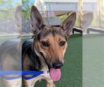 *CAMILLE - Female German Shepherd Dog Dog for Adoption - Small photo