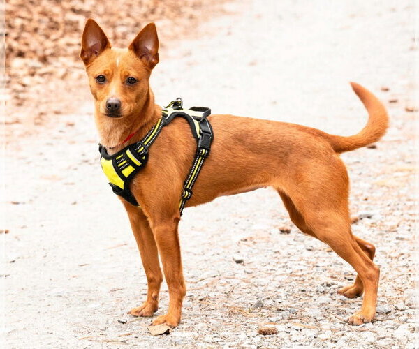 Medium Photo #7 Chiweenie Puppy For Sale in Ellijay, GA, USA