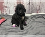 Small Photo #6 Springerdoodle Puppy For Sale in GADSDEN, AL, USA