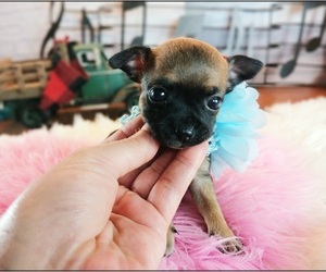 Chihuahua Puppy for sale in CARTHAGE, TX, USA
