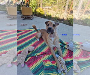 DIRK - Male Black Mouth Cur-Unknown Mix Dog for Adoption - Photo #2
