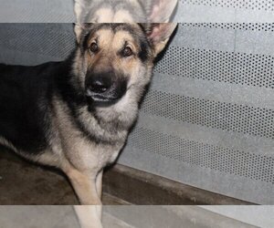 German Shepherd Dog Dogs for adoption in El Centro, CA, USA