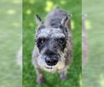 Small #5 Miniature Schnauzer Mix