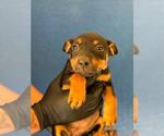 A256522 - Female Rottweiler-Unknown Mix Dog for Adoption - Small photo