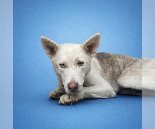 Medium Photo #2 Siberian Husky Puppy For Sale in Redlands, CA, USA