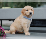Small #4 Golden Retriever