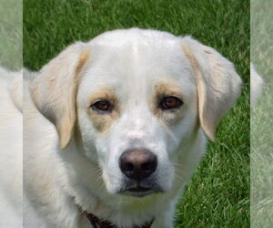 Great Pyrenees-Unknown Mix Dogs for adoption in Huntley, IL, USA
