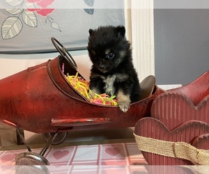 Pomeranian Puppy for sale in HI VISTA, CA, USA