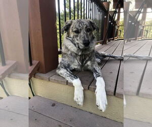 Anatolian Shepherd Dogs for adoption in Higley, AZ, USA