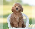 Puppy 2 Goldendoodle (Miniature)