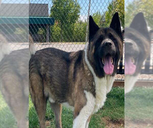 Medium Photo #1 Akita Puppy For Sale in Placerville, CA, USA