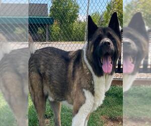 Akita Dogs for adoption in Placerville, CA, USA