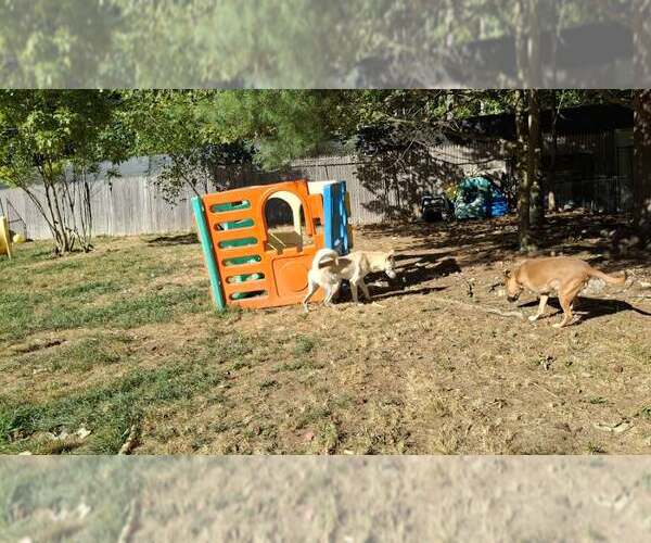 Medium Photo #22 Black Mouth Cur-Unknown Mix Puppy For Sale in Sebec, ME, USA