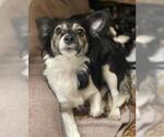 Small #3 Chihuahua Mix