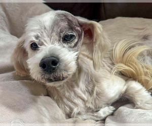 Maltese-Unknown Mix Dogs for adoption in Corona, CA, USA