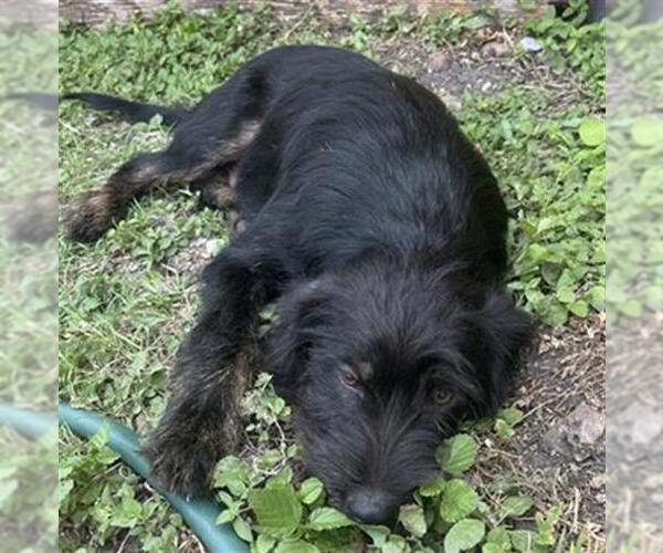 Medium Photo #1 Mutt Puppy For Sale in San Antonio, TX, USA