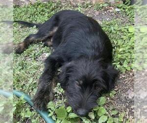 Mutt Dogs for adoption in San Antonio, TX, USA