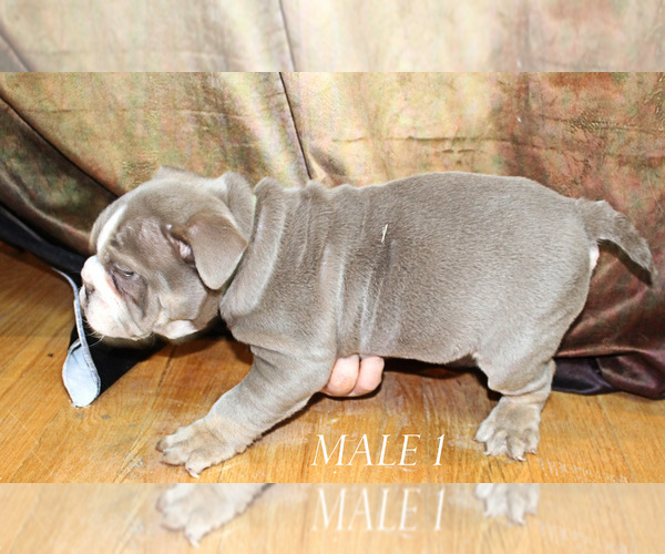 Medium Photo #3 English Bulldog Puppy For Sale in WEST PLAINS, MO, USA