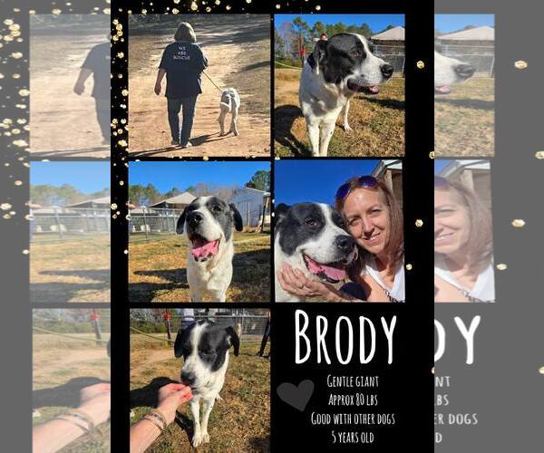 Medium Photo #10 Great Pyrenees-Unknown Mix Puppy For Sale in Woodbury, NY, USA