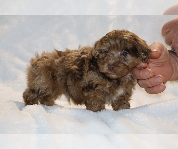 Medium Photo #7 ShihPoo Puppy For Sale in DYERSBURG, TN, USA
