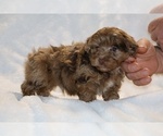 Small #6 ShihPoo