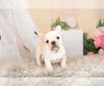 Small Photo #8 French Bulldog Puppy For Sale in WARSAW, IN, USA