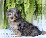 Small #2 Shih-Poo