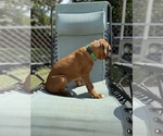 Small #3 Boxer
