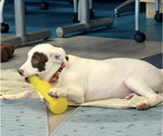 Small #9 Labrador Retriever-Staffordshire Bull Terrier Mix