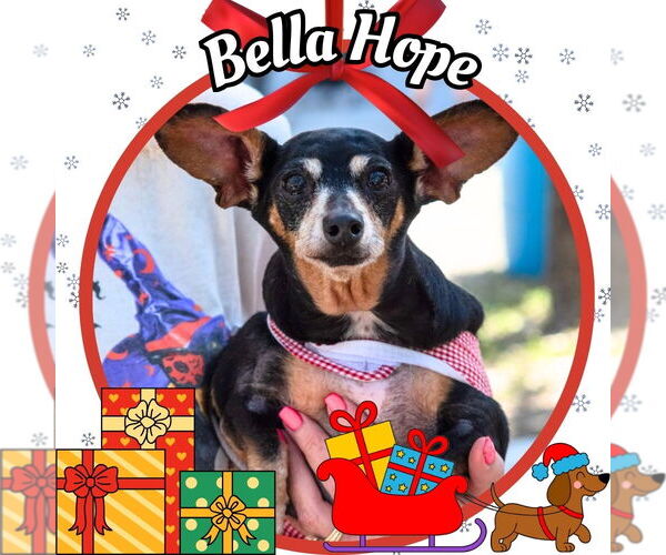 Medium Photo #32 Dachshund-Unknown Mix Puppy For Sale in San Antonio, TX, USA