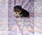 Small Photo #3 Morkie Puppy For Sale in LAPEER, MI, USA