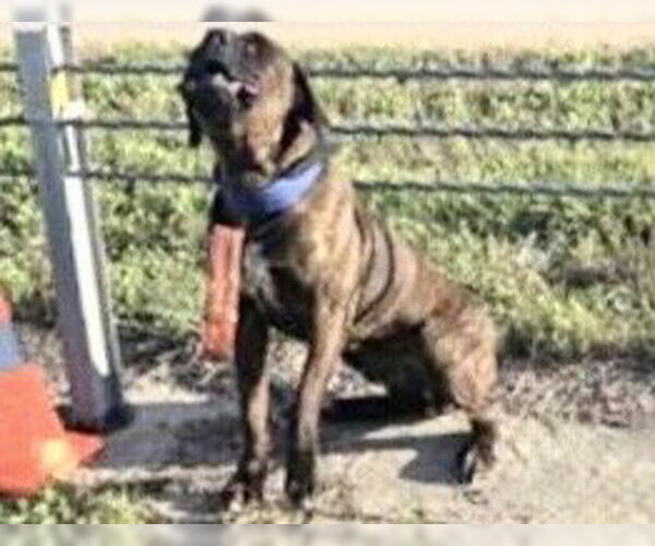 Medium Photo #1 Rottweiler Puppy For Sale in Houston, TX, USA