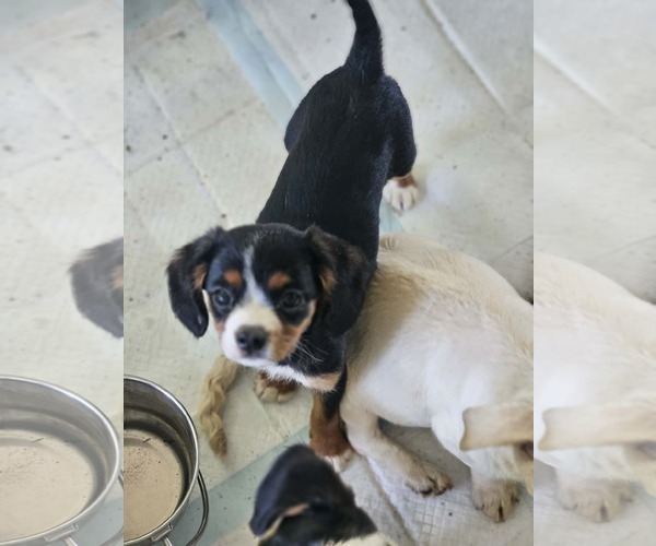 Medium Photo #3 Cavalier King Charles Spaniel-Unknown Mix Puppy For Sale in Wakefield, RI, USA