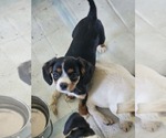 Small #2 Cavalier King Charles Spaniel Mix