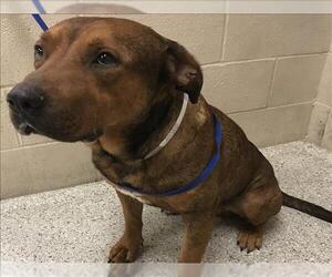Bullmastiff Dogs for adoption in Conroe, TX, USA