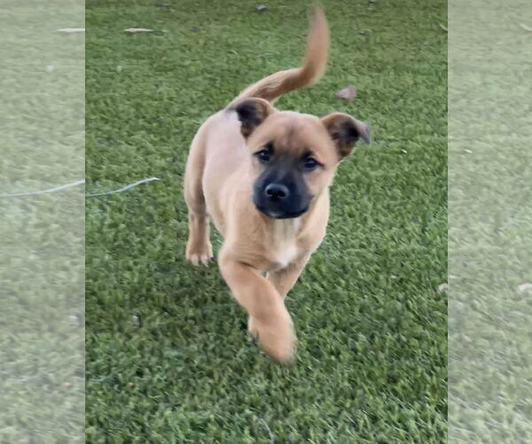 Medium Photo #4 Mutt Puppy For Sale in Menifee, CA, USA