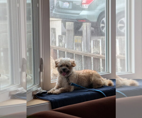 Medium Photo #17 Poodle (Miniature)-Unknown Mix Puppy For Sale in Pacifica, CA, USA