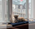 Small #16 Poodle (Miniature) Mix
