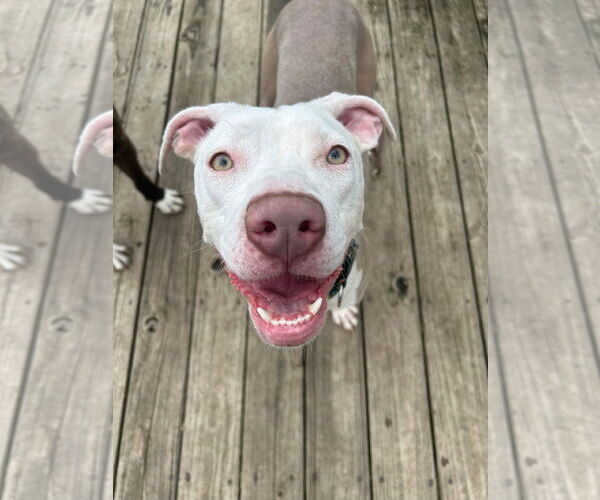 Medium Photo #34 American Pit Bull Terrier-Unknown Mix Puppy For Sale in Germantown, OH, USA
