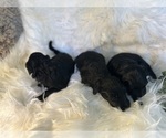 Small Photo #5 F2 Aussiedoodle-Irish Doodle Mix Puppy For Sale in SACRAMENTO, CA, USA