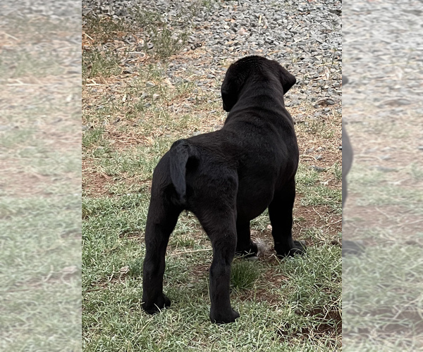 Medium Photo #4 Labrador Retriever Puppy For Sale in BROWNS VALLEY, CA, USA