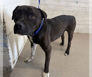 Mutt Dogs for adoption in San Bernardino, CA, USA